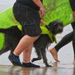 Dog surfing Green
