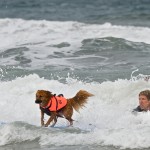 Dog Surfing