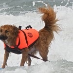 Dog Surfing