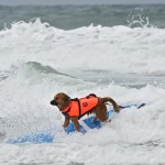Dog Surfing
