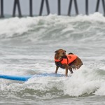 Dog surfing