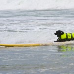 Dog Surfing