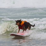 Dog Surfing