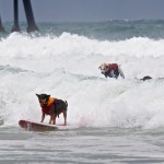 Dog Surfing