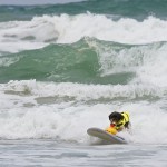 Dog surfing