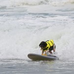 Dog Surfing