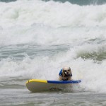 Dog Surfing