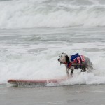Dog surfing
