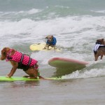 Pink:where the fish? Blue: I'm gonna get chu White:I don't even have to face forward