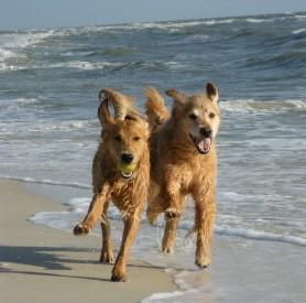 Dog beach San Diego