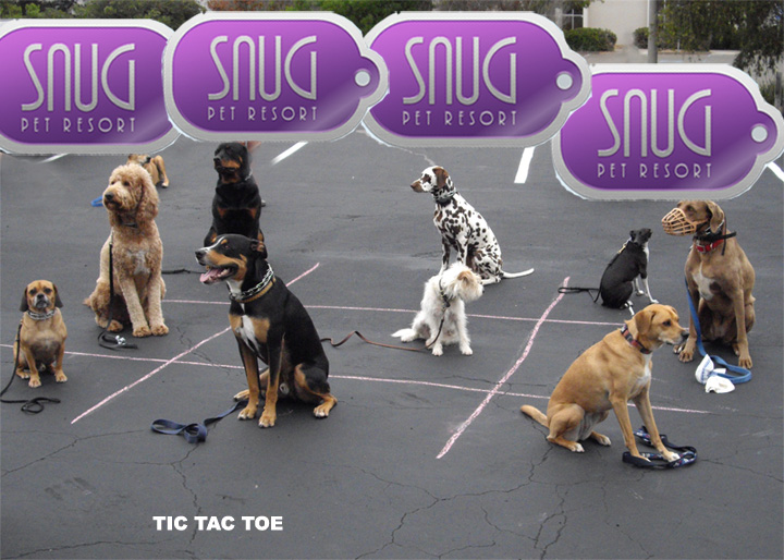 snug pet resort training prices