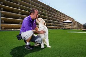 San Diego Doggie Boot Camp Absolute K9